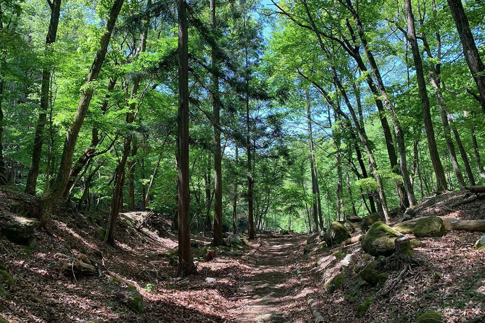 里山再生プロジェクト